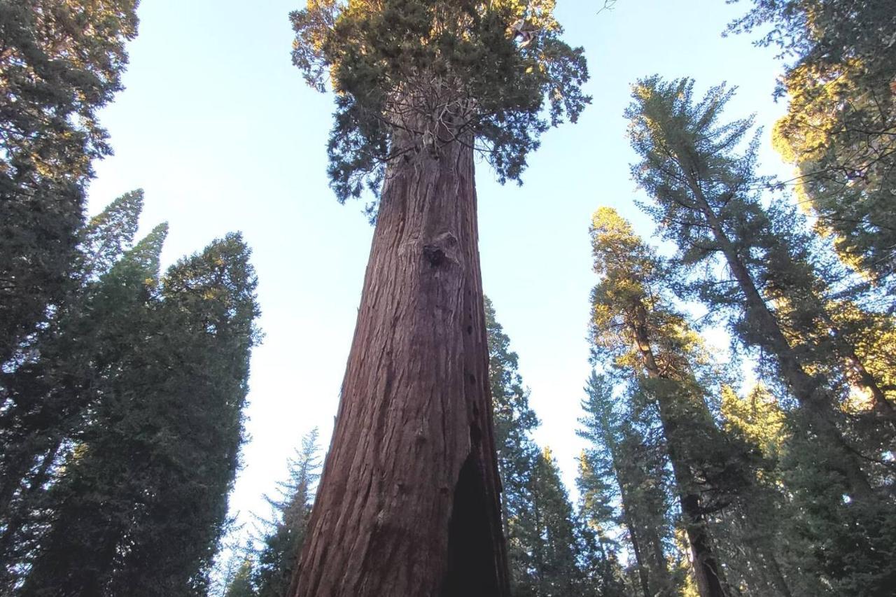 Sequoia Glen Villa Wilsonia Dış mekan fotoğraf